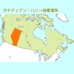 カナダ・ホワイトクローバー蜜