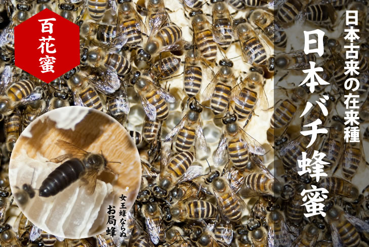 日本バチ蜂蜜（自家採取蜂蜜）