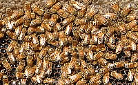 衛生環境を保つミツバチたち