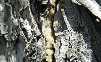プロポリス原料の一つ樹木のヤニ