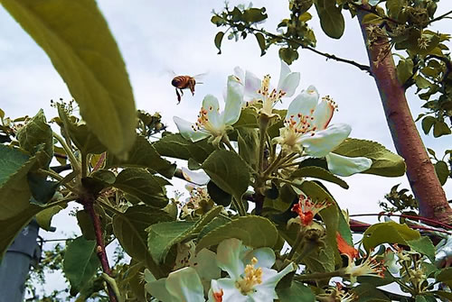 リンゴの花とミツバチ