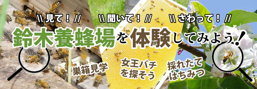 蜂場見学・採蜜体験