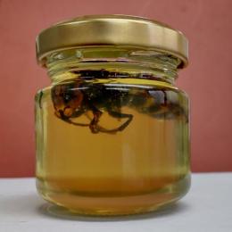 生け捕りスズメバチの蜂蜜(50g)